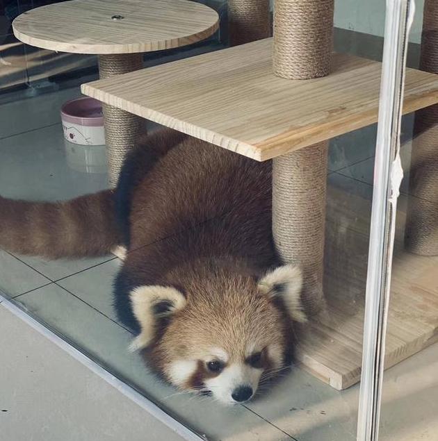  △咖啡厅内用以揽客的小熊猫