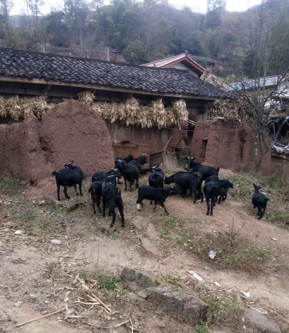 美姑县人口_美姑县美姑第一美女(3)