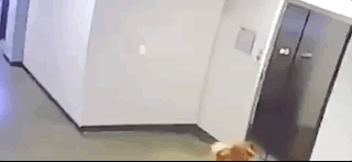 小狗狗绳被电梯卡住 美国小伙9秒惊险救援(图)