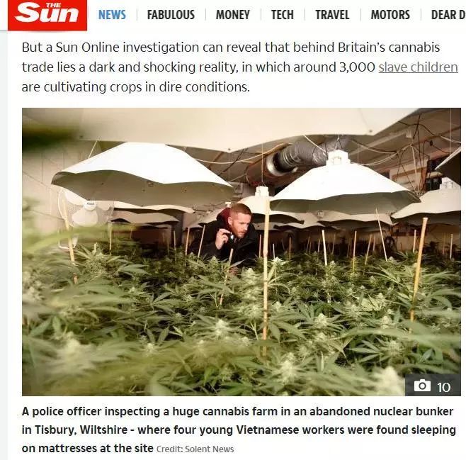 英国绑架3000奴隶童工种大麻喂狗粮？疑似假新闻