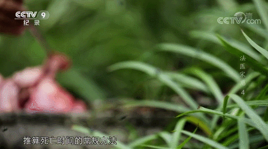 中国第一神探,在此 中国第一神探,在此