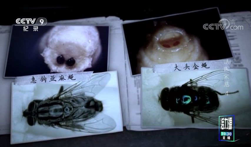 中国第一神探,在此 中国第一神探,在此