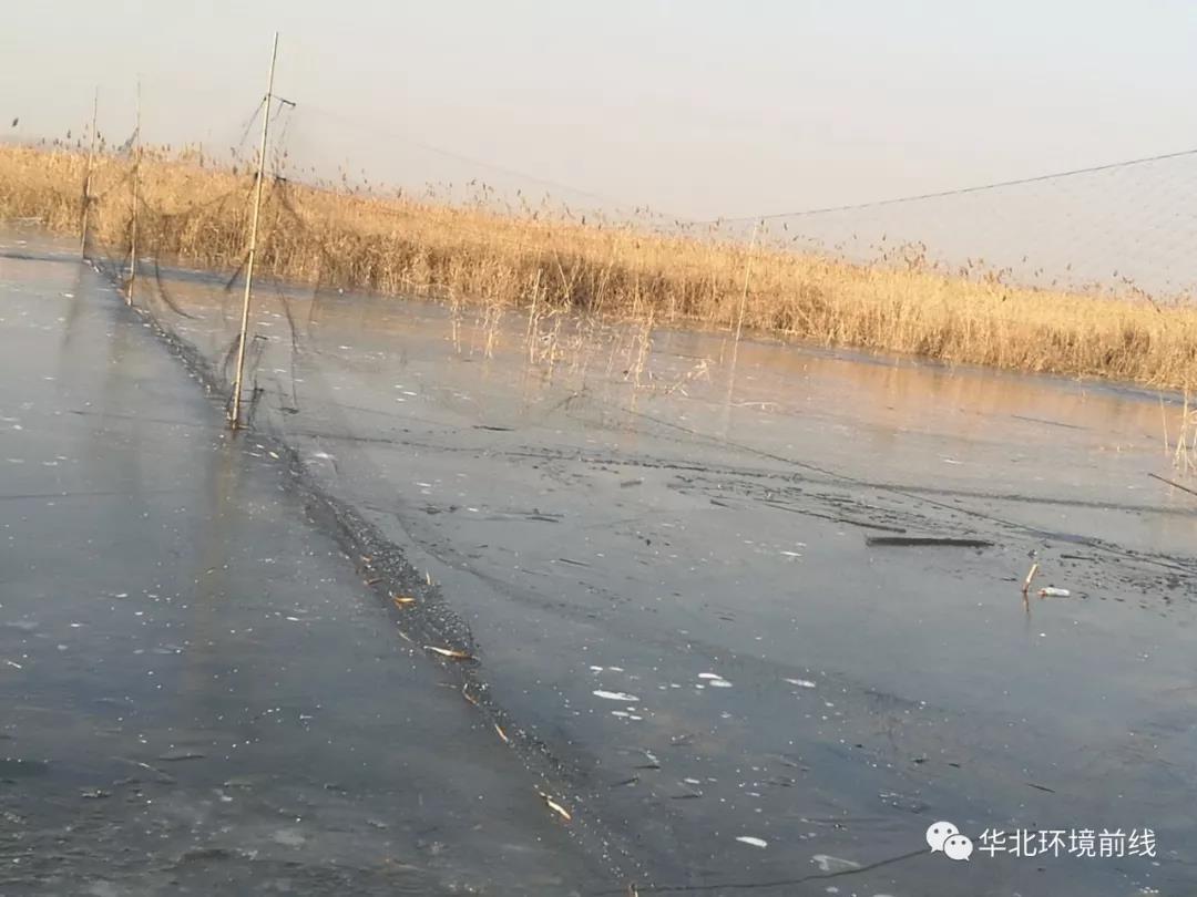 白洋淀现5000余米捕鸟网？官方：将紧急处理