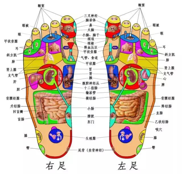 脚上的生命密码"上病取下,百病治足"一病一绝招(图解)