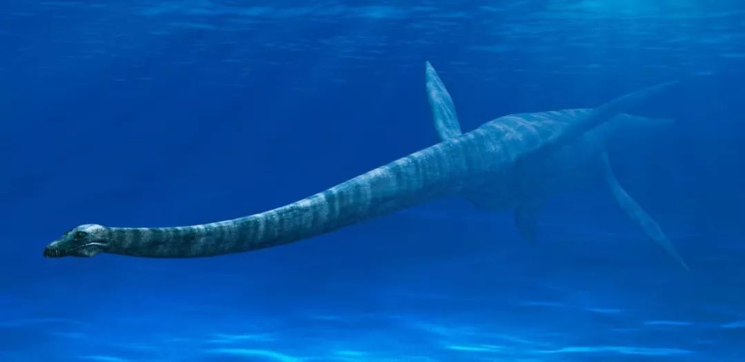 蛇颈龙类能够潜入深海因为它们的红细胞更大