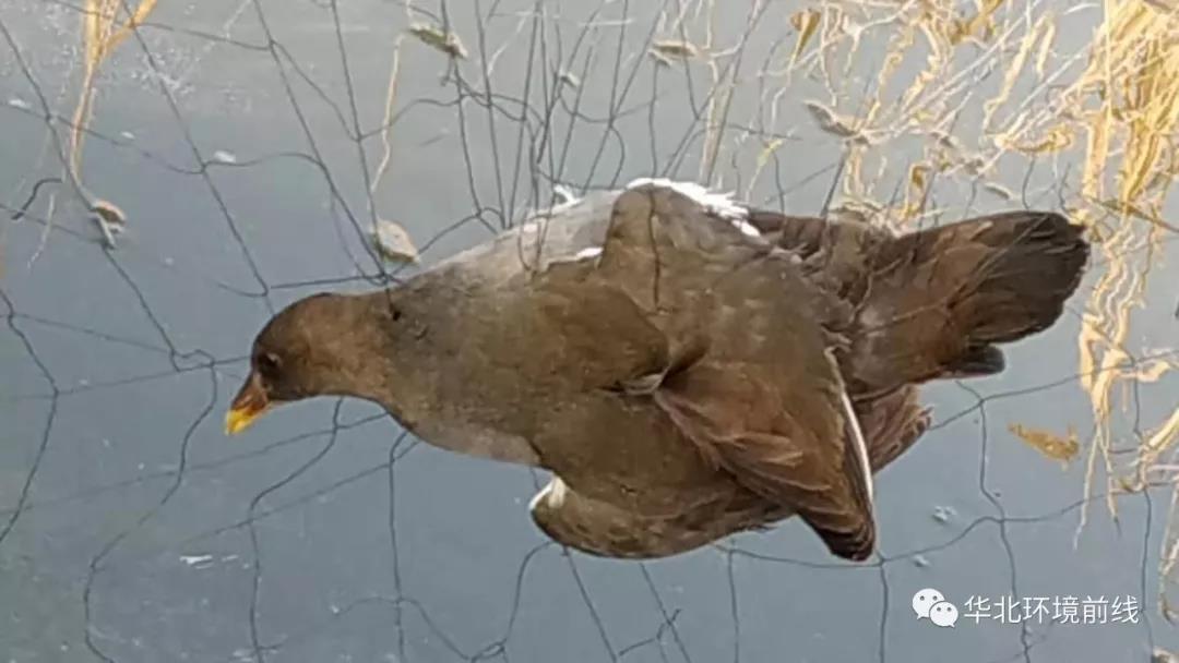 白洋淀现5000余米捕鸟网？官方：将紧急处理