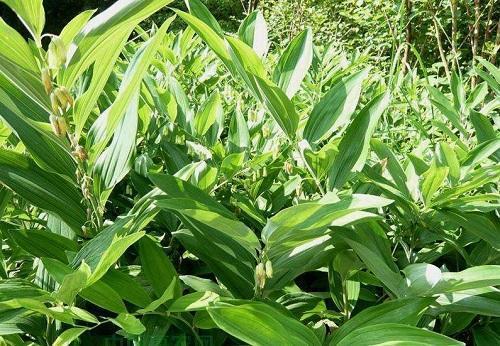 趣味养花丨野生珍贵野草,见到要手下留情别挖走,名叫"黄精"