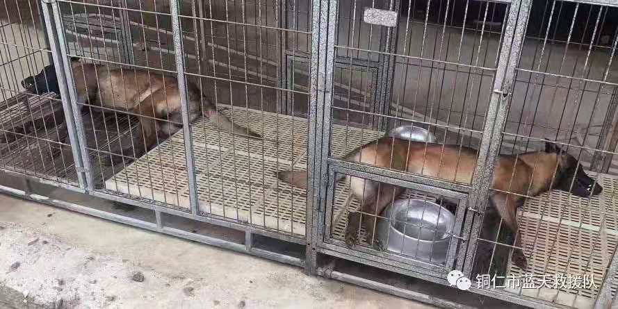  死亡的两只搜救犬。来源：铜仁市蓝天救援队微信公号