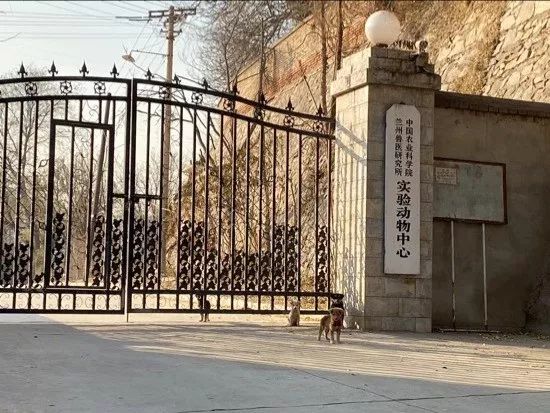 12月9日，兰州兽研所实验动物中心。新京报记者庞礴 摄