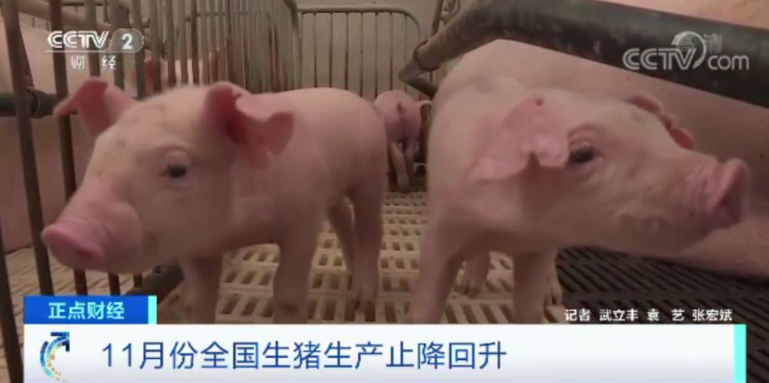 “炒猪团”投放死猪诱使恐慌性抛售牟利 国家出