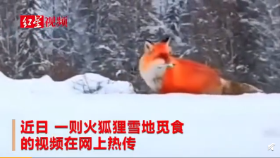 火狐虚假视频当事人道歉 大兴安岭林业局:已批
