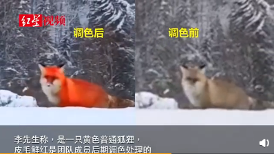 火狐虚假视频当事人道歉 大兴安岭林业局:已批