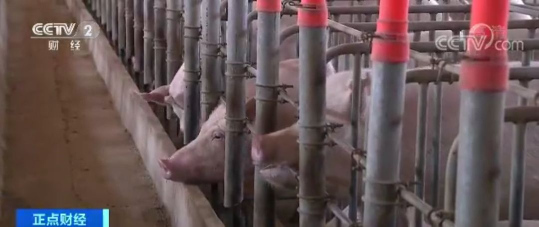 “炒猪团”投放死猪诱使恐慌性抛售牟利 国家出