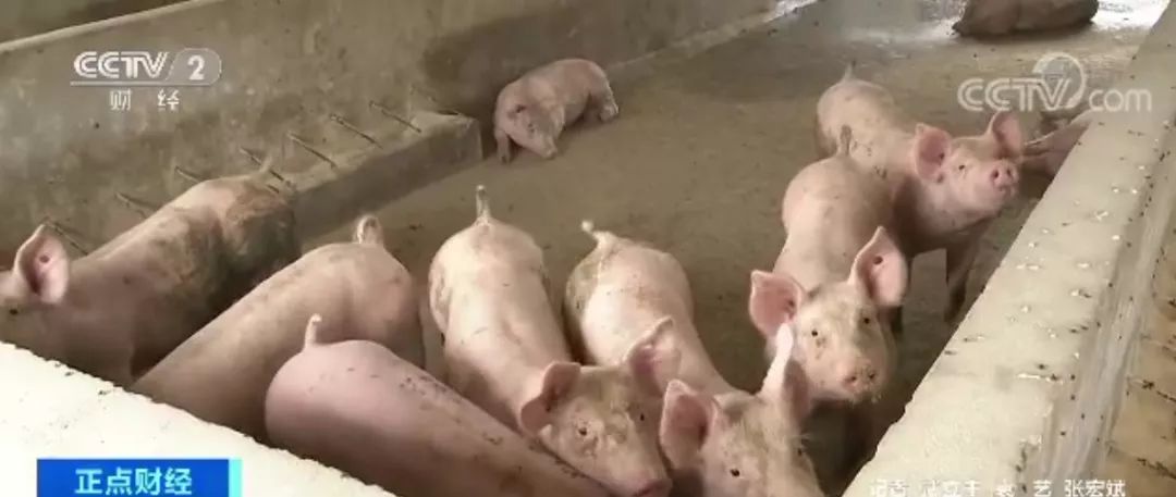 “炒猪团”投放死猪诱使恐慌性抛售牟利 国家出