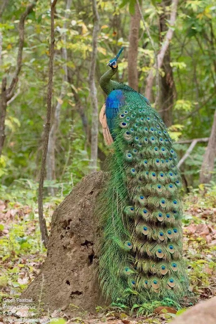 孔雀神木 新浪网