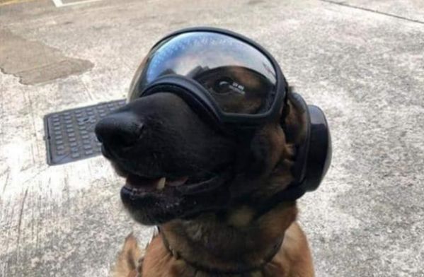  护目镜+战术背心