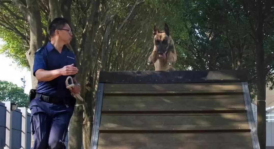  警犬协助拘捕疑犯受惊