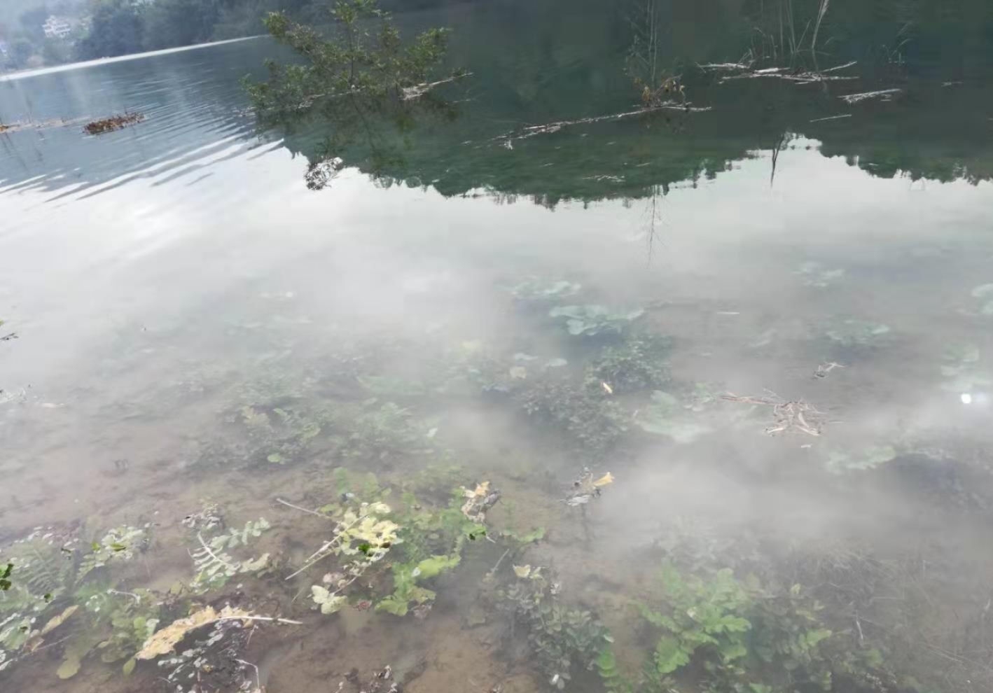  被淹的农作物。受访者供图