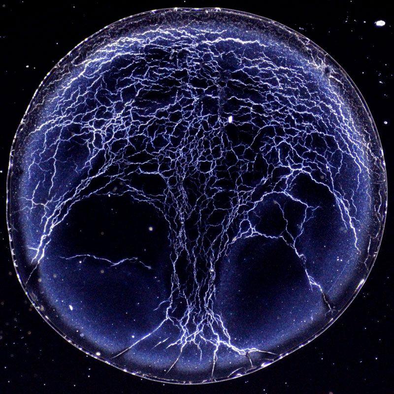 《自然》杂志评2019最佳科学图片 中国采蜂人在列