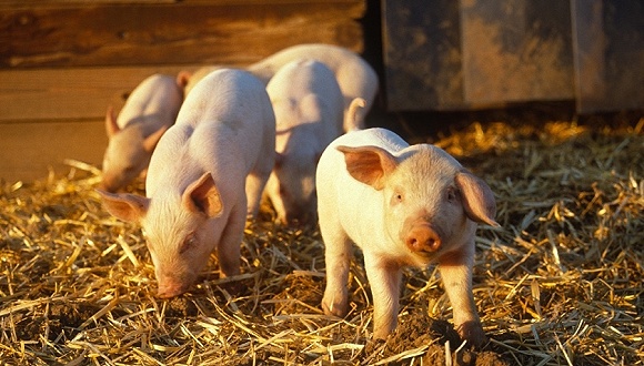 无人机能投放非洲猪瘟病毒？畜牧兽医局：不科