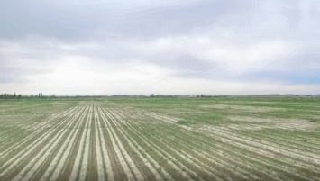 提到我国杂交水稻 袁隆平连说4个“奇迹”