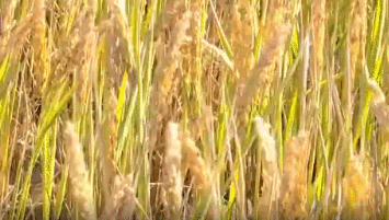 提到我国杂交水稻 袁隆平连说4个“奇迹”