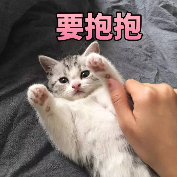 天啦噜!猫猫为什么能这么可爱撒娇也太会了叭看,又在骗你养猫了