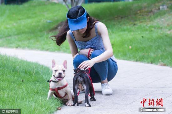 资料图:图为一女士正在遛狗。