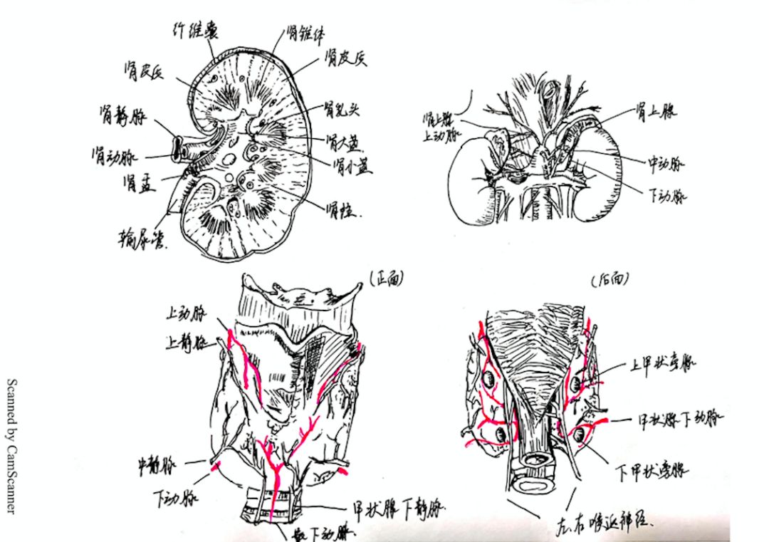 △郑子怡 浙江大学爱丁堡大学联合学院生物医学专业