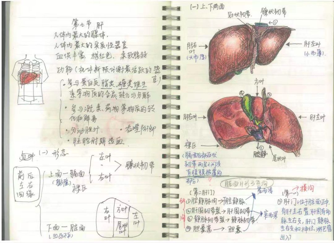 △毛颖铮 医学院