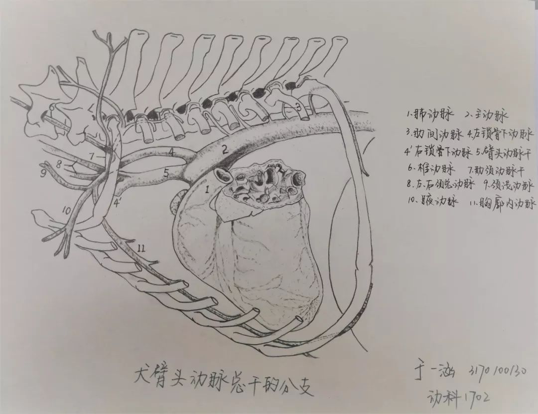 △于一涵 动物科学学院