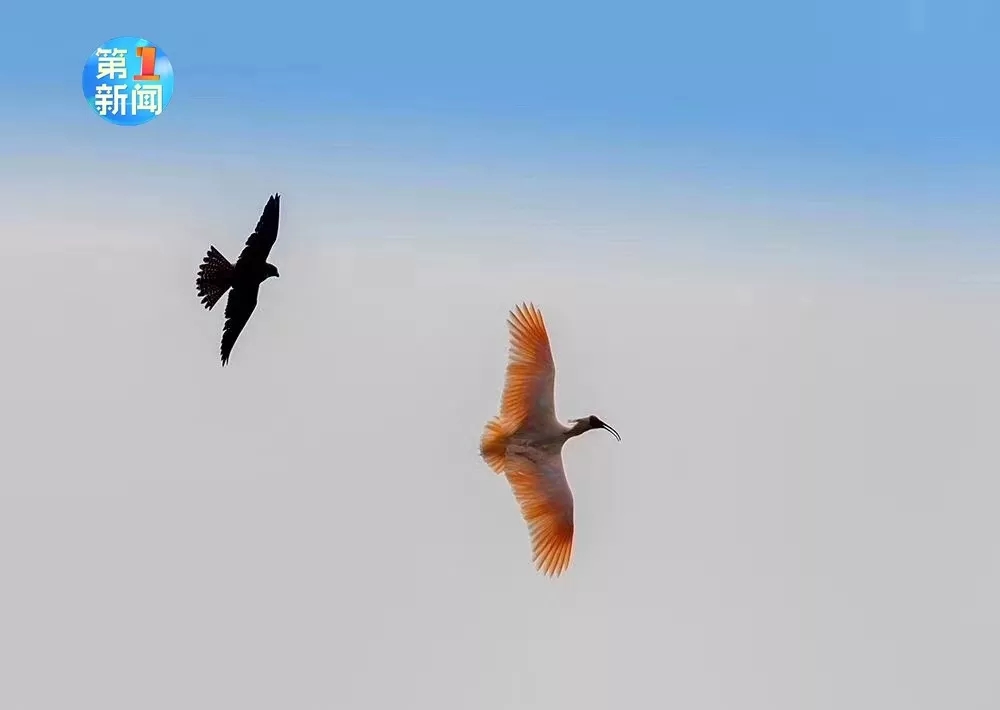 陕西上空游隼击杀朱鹮 专家：人类不能过分干预