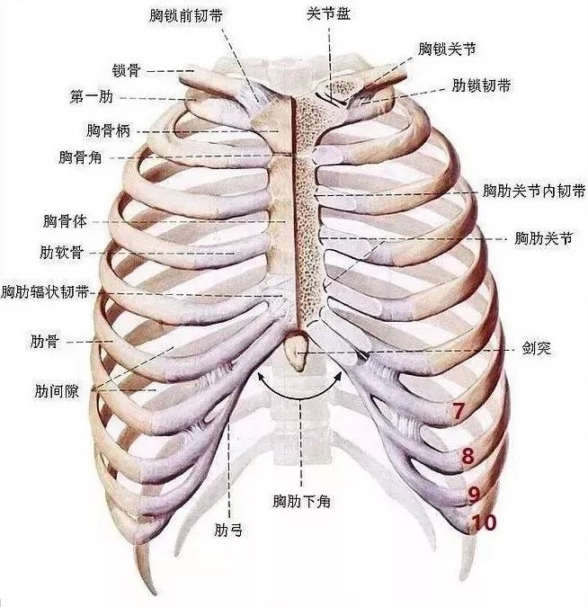 宝宝肋骨外翻是缺钙吗?原来是这么回事