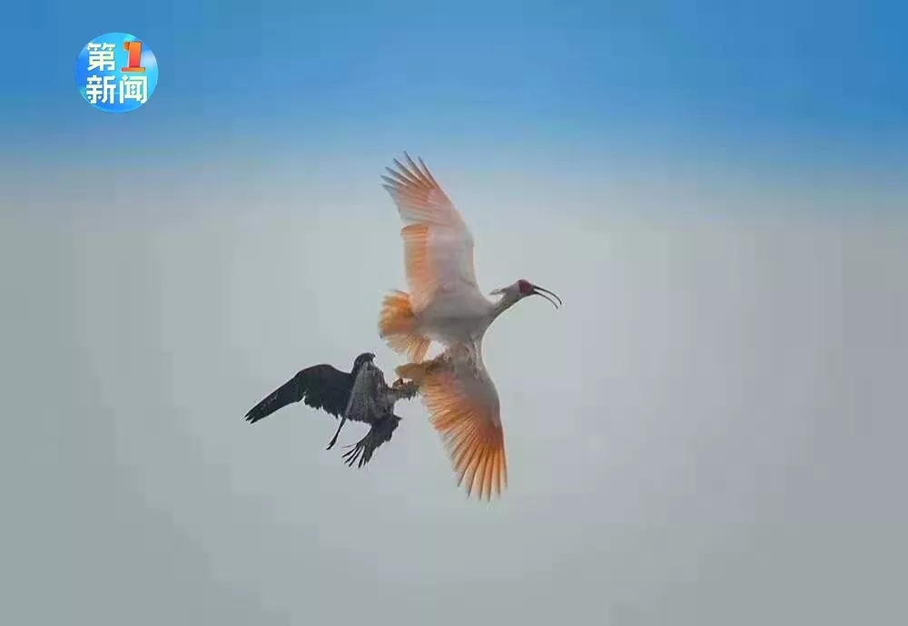 陕西上空游隼击杀朱鹮 专家：人类不能过分干预