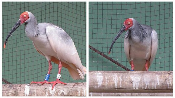  朱鹮“楼楼”和“关关” 来源：佐渡朱鹮保护中心