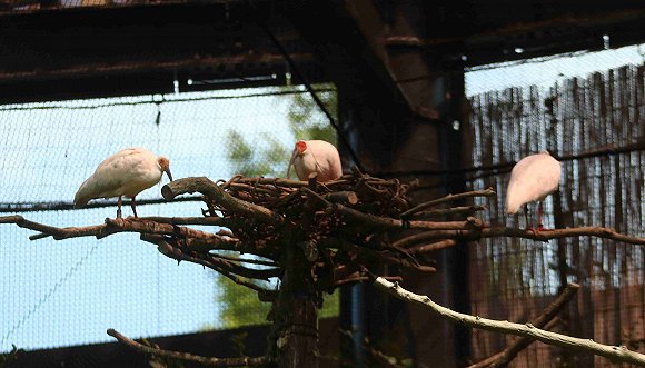  生活在保护中心内的朱鹮一家三口 拍摄：田思奇