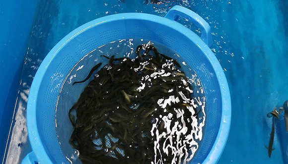  保护中心内的朱鹮会吃产自中国的泥鳅 拍摄：田思奇