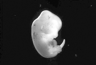 日本科学家计划将人体细胞插入大鼠胚胎以培育人体器官。