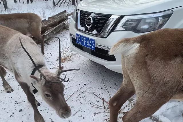 真国六硬派越野SUV！东风日产途达穿越极寒之境