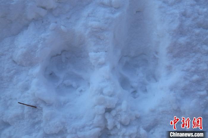 雪地上鲜明的东北虎足迹(海林林业局供图)