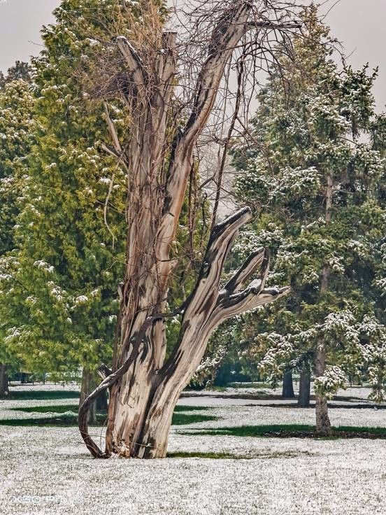 用vivo X30 Pro手机的长焦镜头带你看雪后的天坛