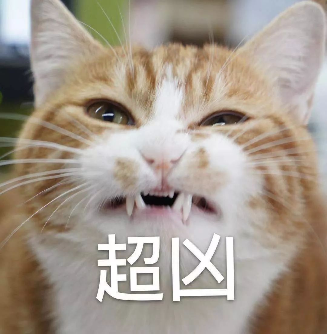 那些看起来超凶的猫,其实都是纸老虎!