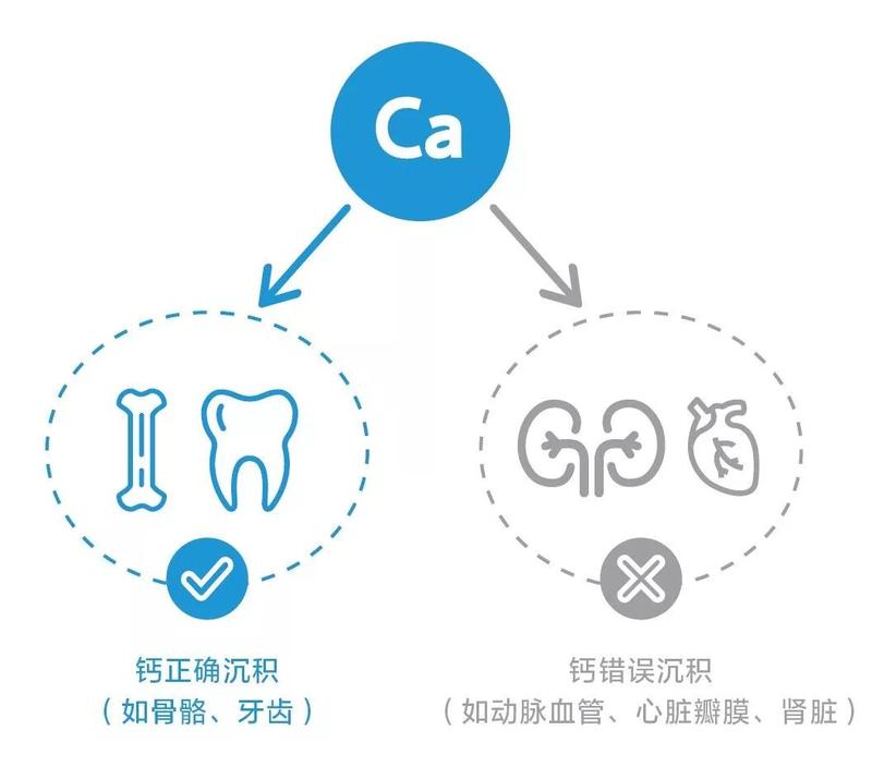 钙进入人体后,在维生素d3的帮助下,从小肠吸收进入血液,血液中的钙