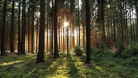 解读新修订的森林法：林木还让不让砍？怎么砍？