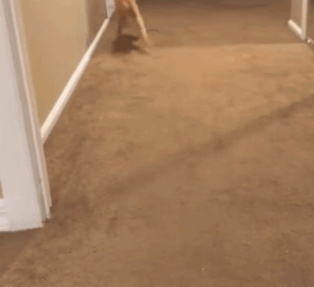 每日有趣gif图据说这是一个让所有动物都无法抗拒的动作