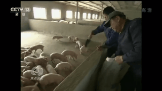 生猪产能“保卫战”打响 这些养殖户们有秘诀