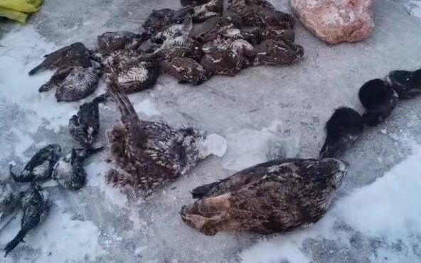  当地查获的野生动物。受访者供图