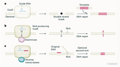 图② 基因组编辑的演变图源：《自然》网站