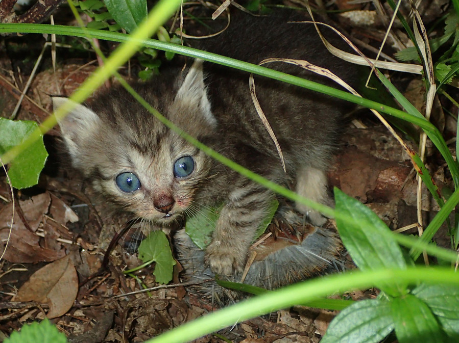 奄美大岛上捕食珍稀动物的小野猫(南海日日新闻)