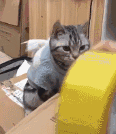 我家猫会撕胶带、关灯、拆快递、烹饪、疏通下水道...